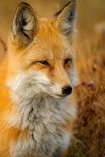 Red Fox: The Largest of the True Foxes and One of the Most Widely Distributed Members of the Order Carnivora, Being Present Acr