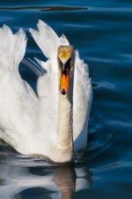 Swan: The Swan Is a Large Aquatic Bird Closely Related to Geese and Ducks. the Swan Is Known for Its Fierce Temperament and
