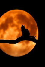 Talking to the Moon: Cats Are Nocturnal by Nature. They Vocalize to Connect to Each Other and to Us as Well.
