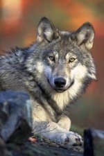 Watching You: Wolves Live and Hunt in Packs of Around Six to Ten Animals. They Are Known to Roam Large Distances, Perhaps 12 Miles i