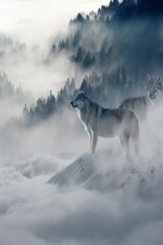 Wolves in the Fog: Wolves Hunt Together for Their Preferred Prey, Large Animals Such as Deer, Elk, and Moose. When They Are Successful, W