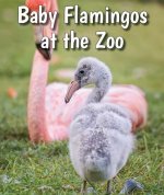 Baby Flamingos at the Zoo