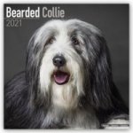 Bearded Collie 2021 Wall Calendar
