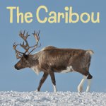 Caribou