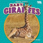 Baby Giraffes