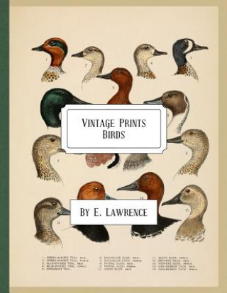 Vintage Prints: Birds