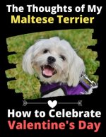 Thoughts of My Maltese Terrier
