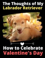 Thoughts of My Labrador Retriever