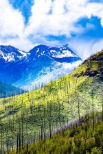 Vibrant Landscape