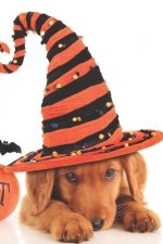Halloween: Bereite dich auf die Apokalypse und den Weltuntergang vor ♦ das lustige, gruslige Buch zum selbst ausfüllen b