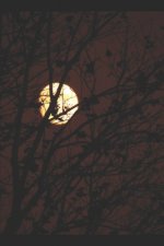 Moon Song