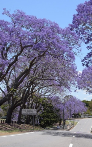 Notebook: jacaranda trees Queensland Australia Australian spring