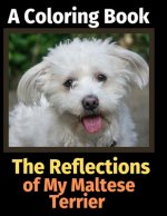 Reflections of My Maltese Terrier