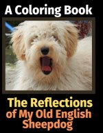 Reflections of My Old English Sheepdog