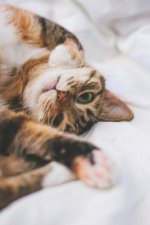 meow