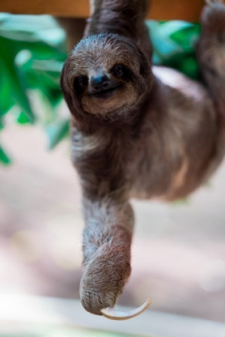 sloth