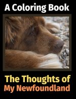 Thoughts of My Newfoundland