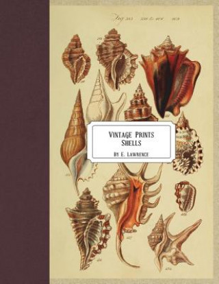 Vintage Prints: Shells