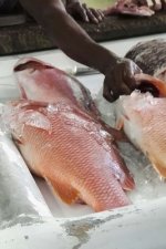 Fish Market Cookbook: Create Your Own Cookbook, Fish Recipes, Seafood Recipes, Fish Preparation Notes, Fish Restaurants