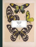 Vintage Prints: Butterflies: Vol. 5