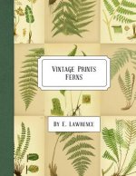 Vintage Prints: Ferns
