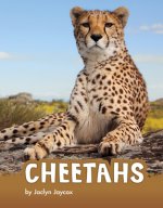 Cheetahs