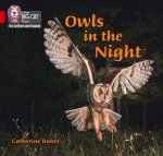 Owls in the Night