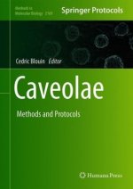 Caveolae