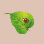 Bamboo Napkin - Ladybug