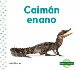 Caimán Enano (Dwarf Caiman)