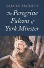 Peregrine Falcons of York Minster