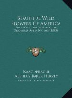 Beautiful Wild Flowers Of America: From Original Watercolor Drawings After Nature (1885)