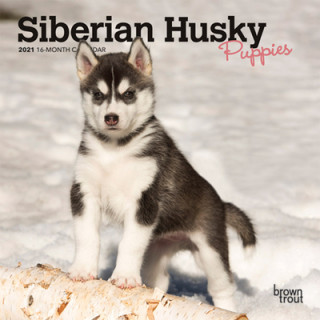 Siberian Husky Puppies 2021 Mini 7x7