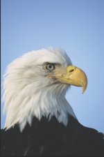 Was That a Bald Eagle and Later Poems