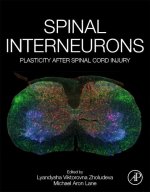 Spinal Interneurons