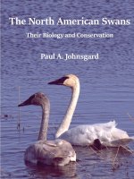 North American Swans