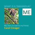 What is a Tamandua