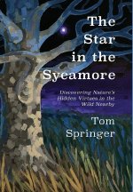 Star in the Sycamore