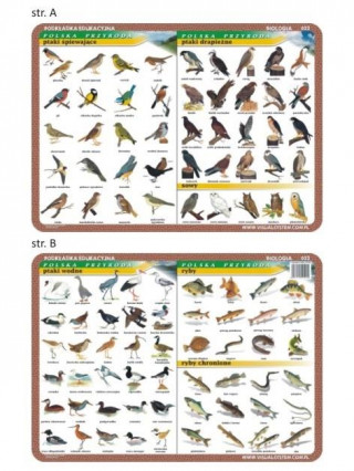 Podkładka edukacyjna 022 Biologia. Ptaki Wodne, Śpiewające, Drapieżne, Ryby