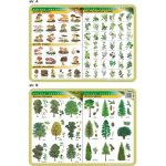 Podkładka edukacyjna 024 Biologia. Grzyby, Rośliny Lecznicze i Zioła, Drzewa Liściaste i Iglaste