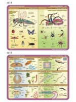 Podkładka edukacyjna 052 Anatomia Zwierząt. Owady, Pajęczaki, Pierwotniaki, Płazińce