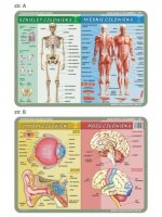 Podkładka edukacyjna 055 Anatomia Człowieka. Szkielet, Mięśnie, Mózg i Zmysły Człowieka