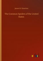 Common Spiders of the United States