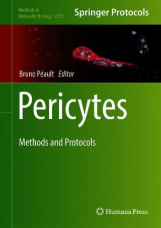 Pericytes