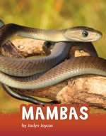 Mambas