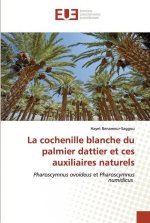 cochenille blanche du palmier dattier et ces auxiliaires naturels