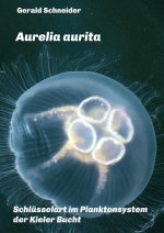Aurelia aurita