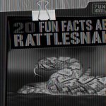 20 Fun Facts about Rattlesnakes
