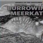 Burrowing Meerkats