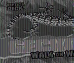 Geckos Walk on Walls!